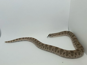 1.0 Tiger Conda 66% het. lavendar