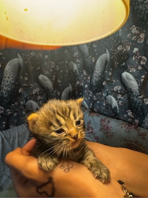 BKH-Bengal-Mix  kitten 