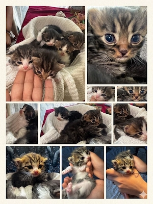 Baby kitten, Bengal und britische Kurzhaar Mischlinge