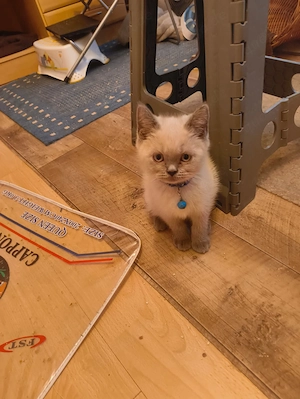 Süße BKH Katzen  Bild 3