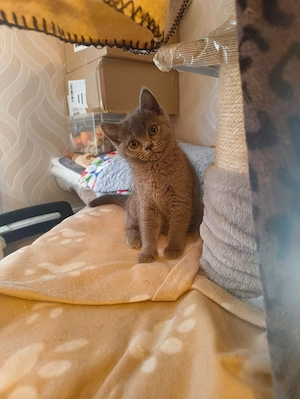 Süße BKH Katzen  Bild 2