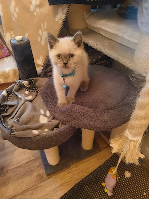 Süße BKH Katzen  Bild 5