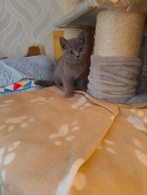 Süße BKH Katzen 
