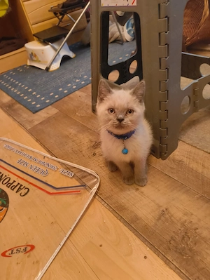 Süße BKH Katzen  Bild 4