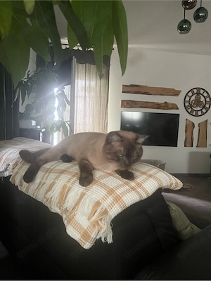 Siam BKH Kater Britisch Kurzhaar 