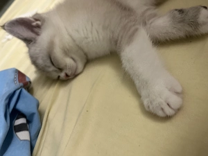Baby kitten britisch Kurzhaar mit viel Zubehör 