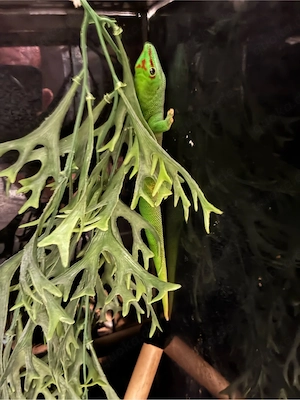 madagaska grosskopftaggeko
