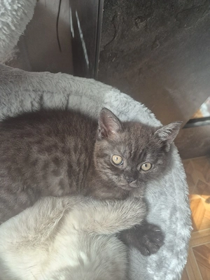 BKH kitten Mädchen Bild 7