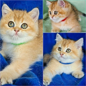 Bkh Kitten mit Stammbaum Abgabebereit 