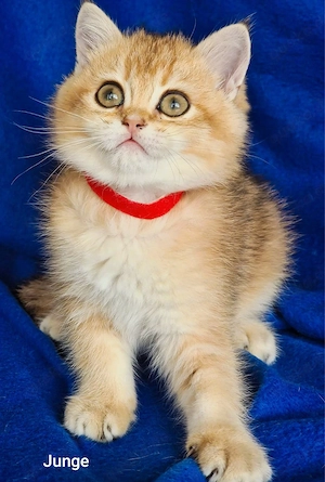 Bkh Kitten mit Stammbaum Abgabebereit  Bild 5