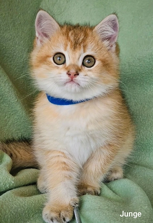 Bkh Kitten mit Stammbaum Abgabebereit  Bild 2