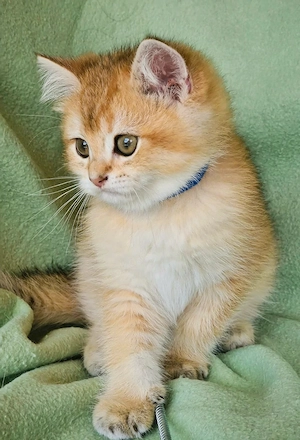 Bkh Kitten mit Stammbaum Abgabebereit  Bild 3