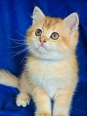 Bkh Kitten mit Stammbaum Abgabebereit  Bild 4