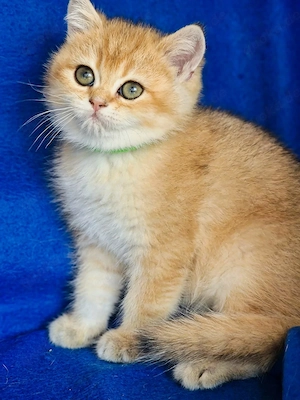 Bkh Kitten mit Stammbaum Abgabebereit  Bild 8