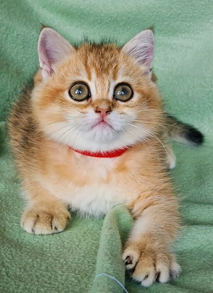 Bkh Kitten mit Stammbaum Abgabebereit  Bild 7