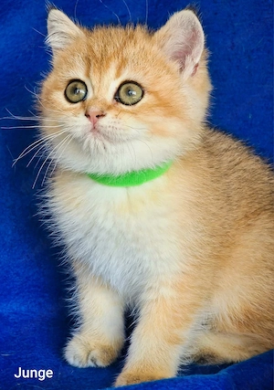 Bkh Kitten mit Stammbaum Abgabebereit  Bild 9