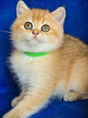 Bkh Kitten mit Stammbaum Abgabebereit  Bild 10