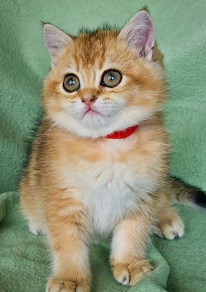 Bkh Kitten mit Stammbaum Abgabebereit  Bild 6