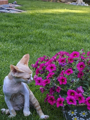 Devon Rex Kitten männlich Bild 3
