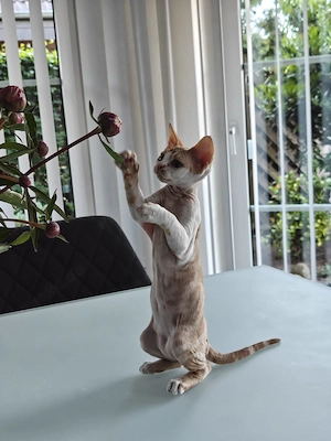 Devon Rex Kitten männlich Bild 5