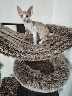 Devon Rex Kitten männlich Bild 4