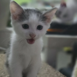 Süße Siam Mix Katzen  Bild 3