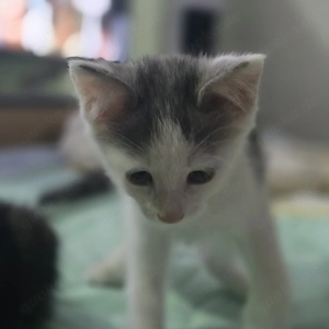 Süße Siam Mix Katzen  Bild 5
