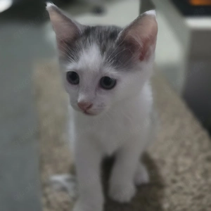 Süße Siam Mix Katzen 