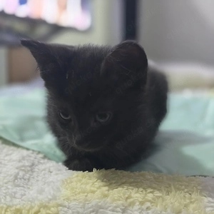 Süße Siam Mix Katzen  Bild 2