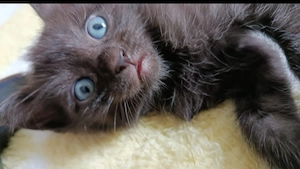 Süße Siam Mix Katzen  Bild 4