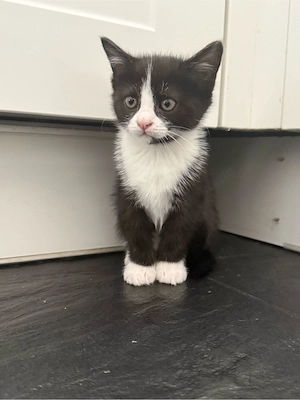 Tuxedo BKH Kitten weiblich