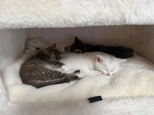 Süße Kitten   Türkisch-Angora   BKH Mix   5 Wochen alt