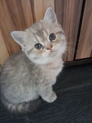 BKH Perser Kitten