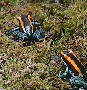Phyllobates vittatus 