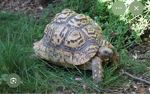 Panterschildkröte Mänlich 