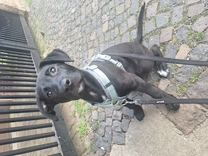 Labrador Schäferhund Welpe 