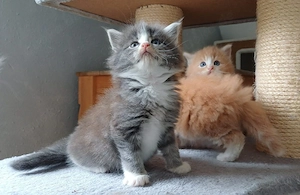 zuckersüße norwegische Waldkatzen Kitten 