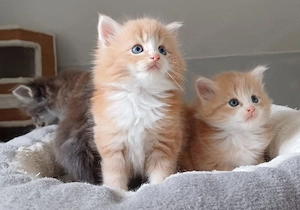 zuckersüße norwegische Waldkatzen Kitten 