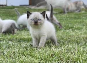 BKH Baby Katze Kitten Bild 2