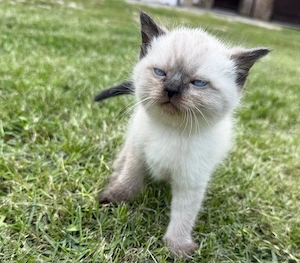 BKH Baby Katze Kitten Bild 4