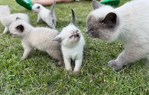 BKH Baby Katze Kitten Bild 3