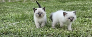 BKH Baby Katze Kitten