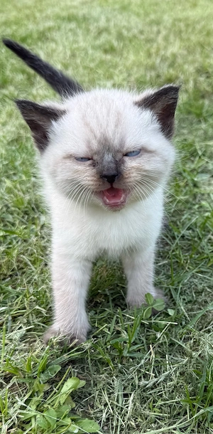BKH Baby Katze Kitten Bild 5