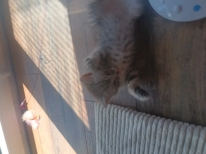 British Kurzhaar kitten