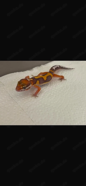 Leopardengecko Nachzucht 
