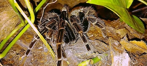 Vogelspinne 0.1  