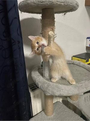 BKH golden tabby 