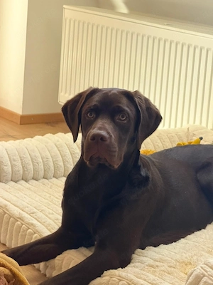 Labrador Mix Rüde 7 Monate sucht neues Zuhause 