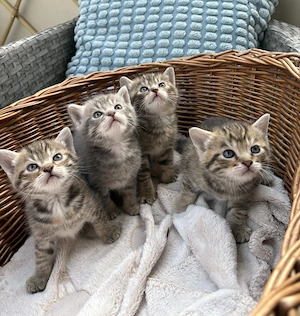 Wunderschöne Katzenbabys  Bild 2
