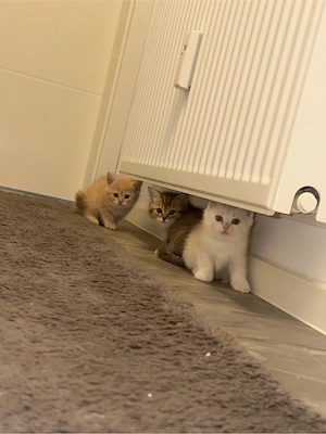 bkh kitten  Bild 5